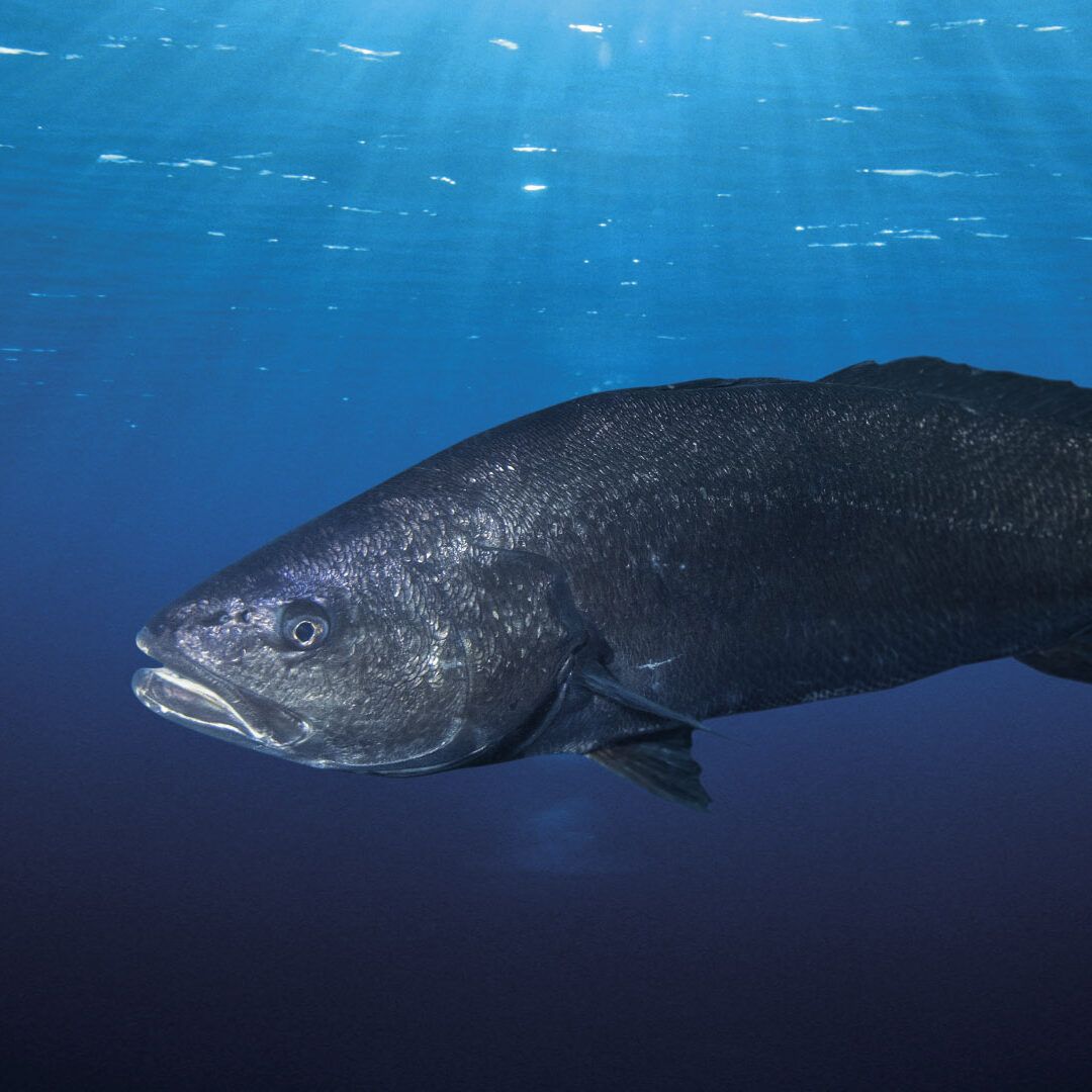 Ombrina boccadoro Cromaris