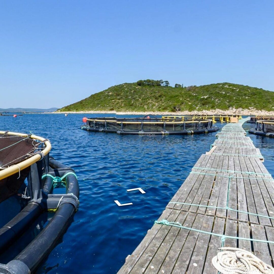 Una passeggiata virtuale nel nostro allevamento