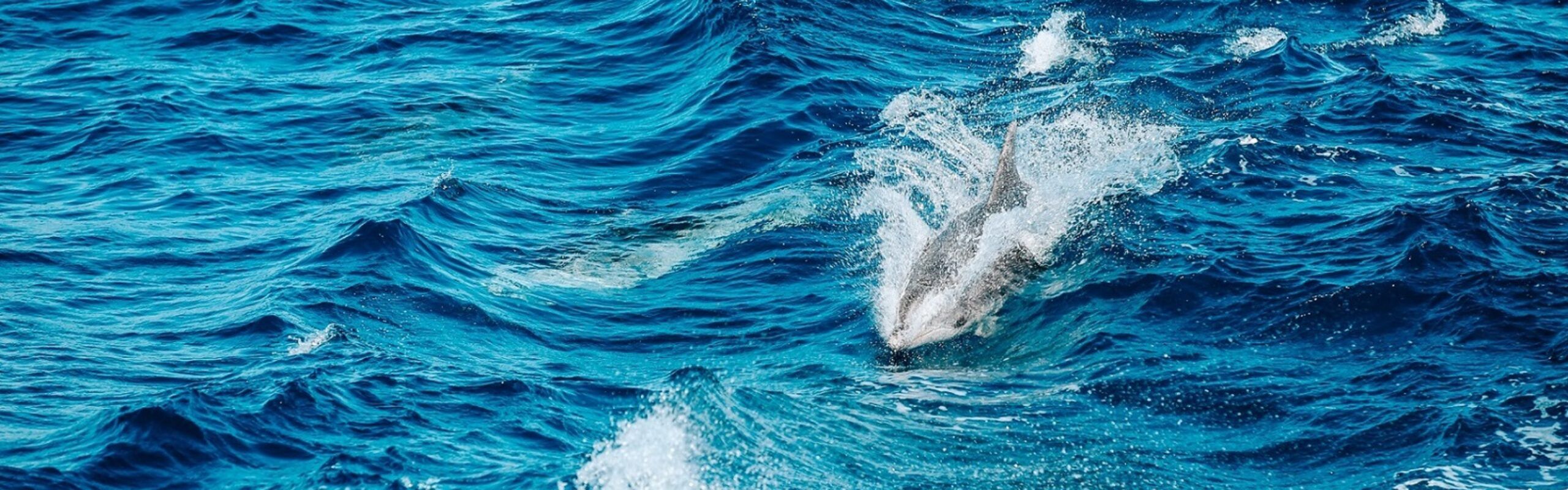 Benessere degli animali