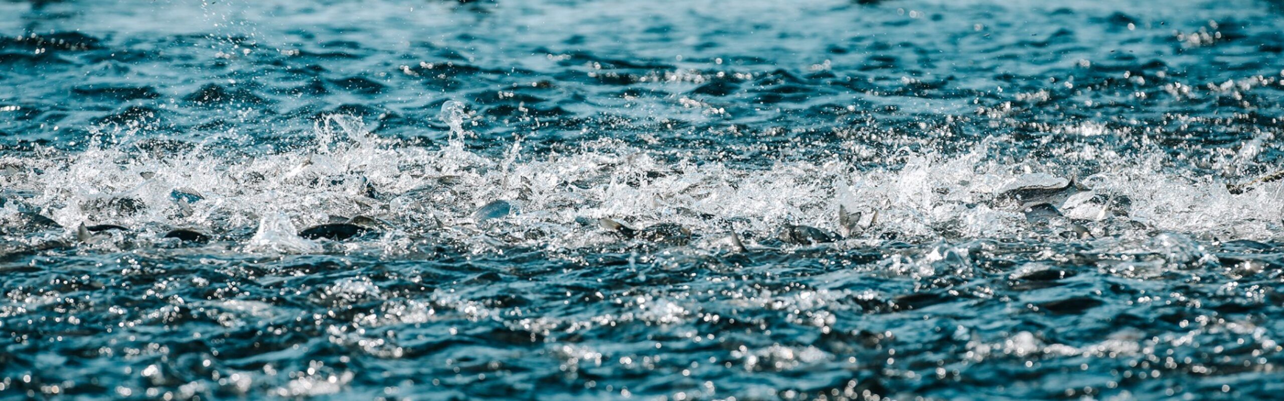 Cromaris forms new, three-member Management Board