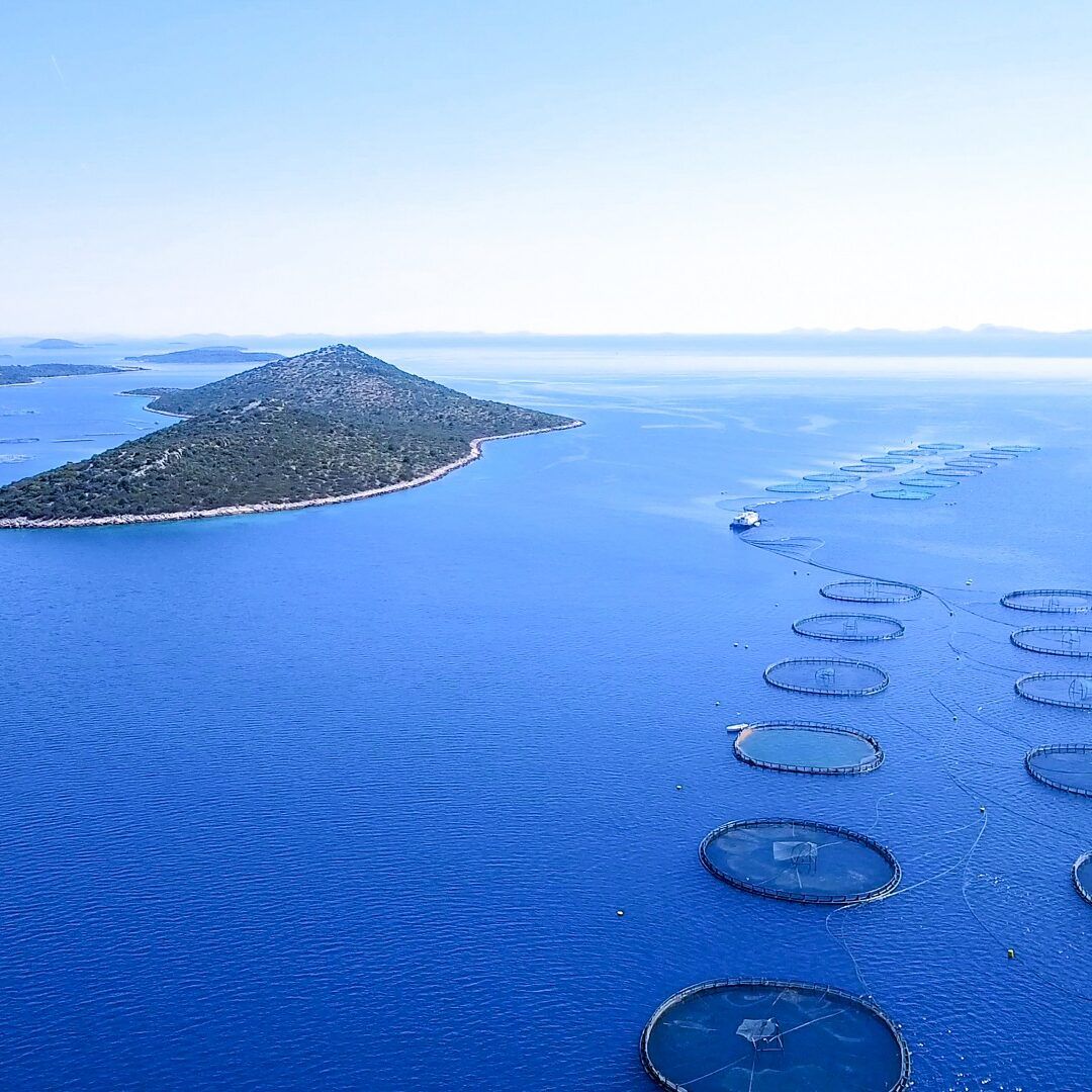 Briga za dobrobit životinja koje uzgajamo u nasadima niske gustoće