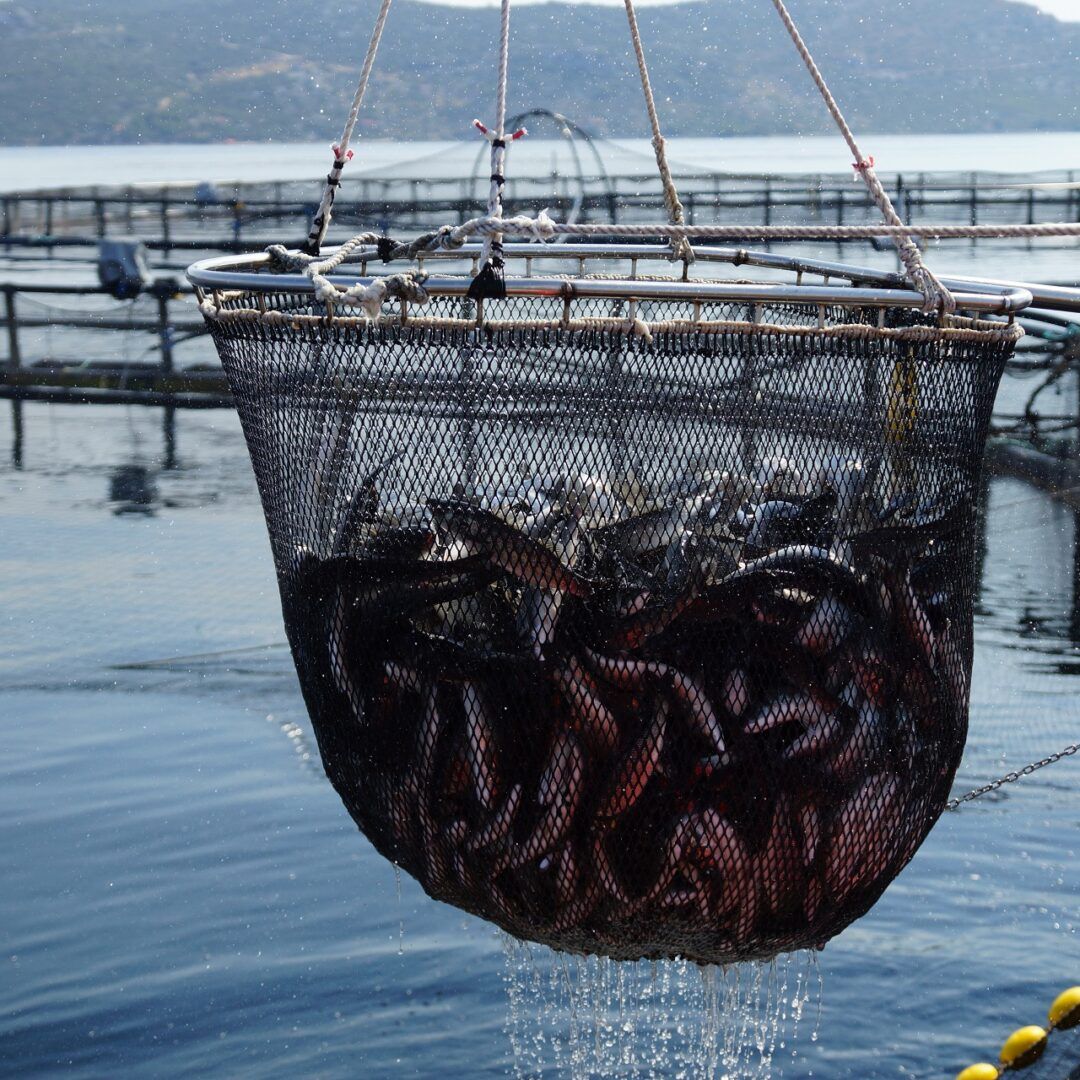 Koliko često izlovljavamo ribu na uzgajalištima? 