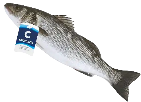 Cromaris sea bass