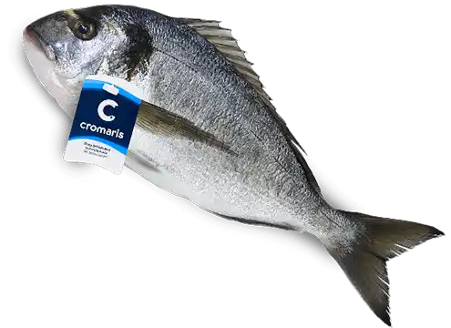 Cromaris seabream