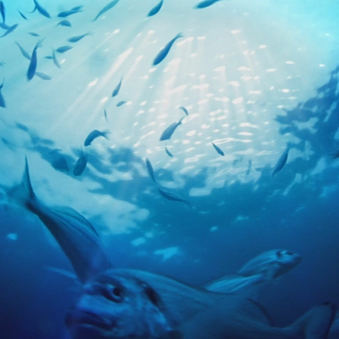 Avannotti di altissima qualità