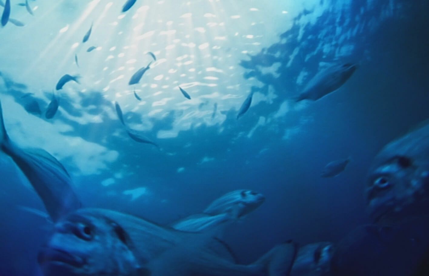 L'alta qualità e la freschezza dell'Adriatico