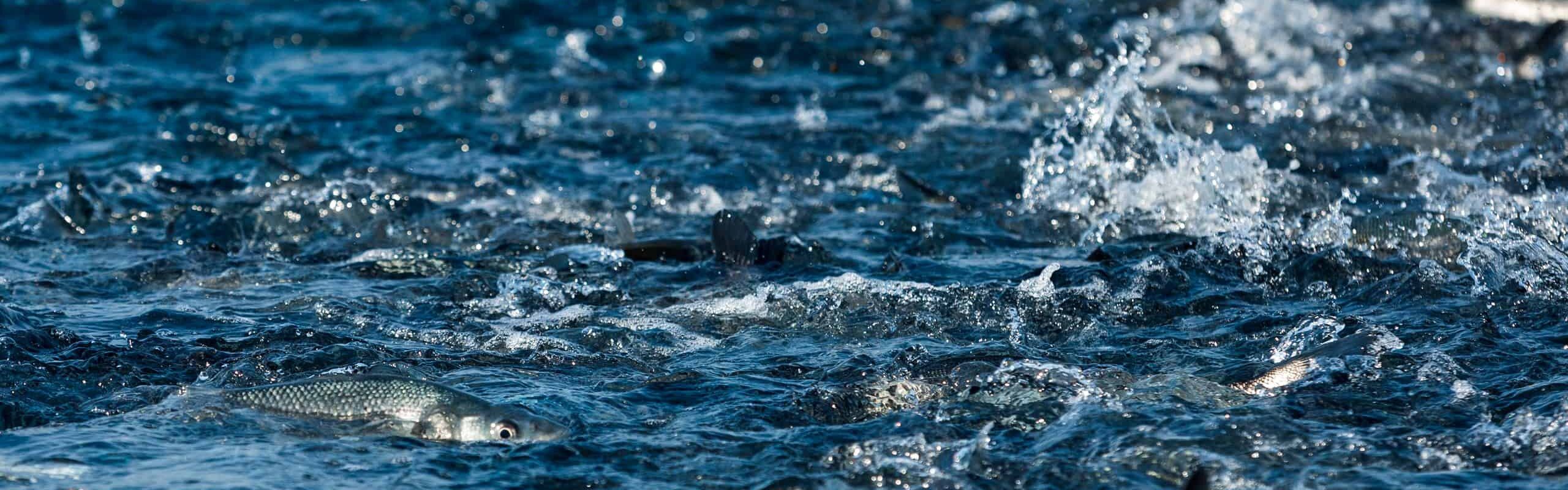 Cromaris na sajmu SENA Boston